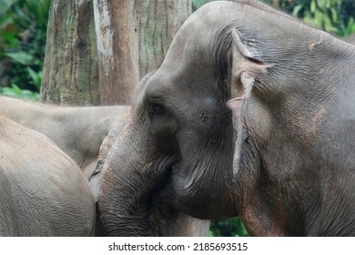 Close-up Photo Of Sumatran Elephant