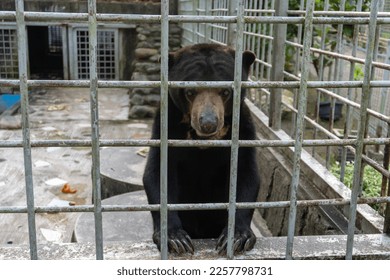 A close-up photo of a sun bear in a cage inside a zoo, highlighting the plight of this endangered species and the importance of wildlife conservation and animal welfare