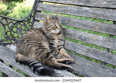 A close-up photo of a tabby cat lounging comfortably on an old, rustic wooden bench outdoors. Perfect for themes related to pets, nature, relaxation, and outdoor settings. - Powered by Shutterstock