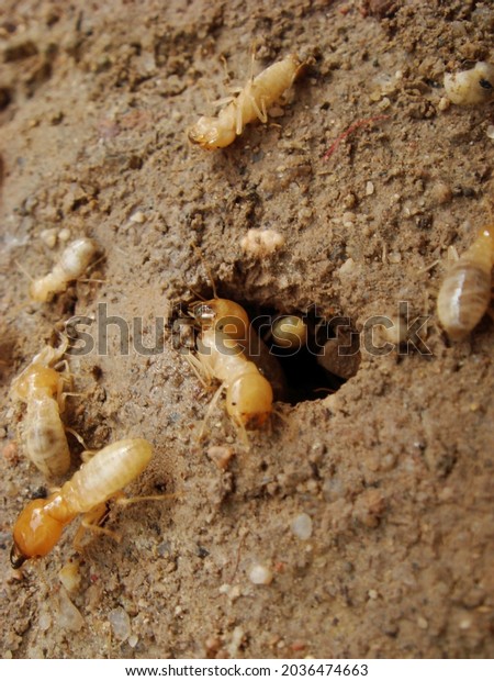 closeup photo\
of termites white ants near the\
hole
