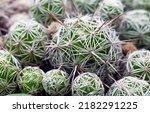 close-up photo of Thorny star cactus (Mammillaria gracillis pfeiff)