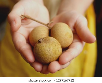 Closeup photo of three longan fruits in kid's hands. Dragon eye fruit.