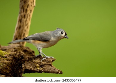 Closeup photo of Titmouse bird in front of clear, blurry, green nature background. Bird is perched on mossy log and fine details can be seen in its face and feathers. Plenty of room for text