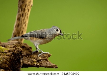 Closeup photo of Titmouse bird in front of clear, blurry, green nature background. Bird is perched on mossy log and fine details can be seen in its face and feathers. Plenty of room for text