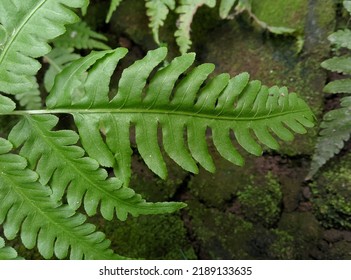 Close-up Photo Of The Tops Of Ferns That Grow Tall And Grow Wild