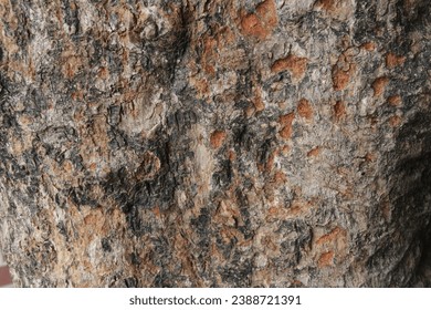 Close-up photo of tree bark texture