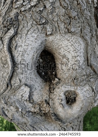 Similar – Foto Bild skull tree Farbfoto