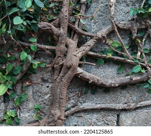 Closeup Photo Of Tree Roots On A Dark Background