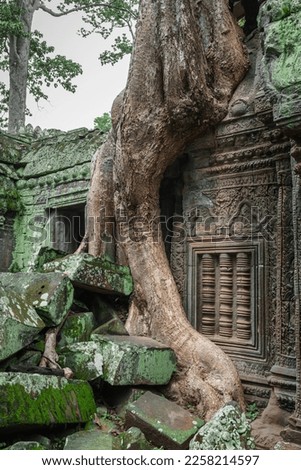 A closeup photo of the trunk and roots of one of the famous spung trees at the Ta Prohm temple site. It can be seen how the tree has grown around the fallen blocks. A restored bas relief is visible. 