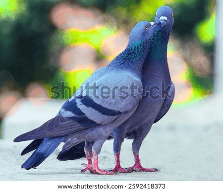 A close-up photo of two pigeons perched side by side, showcasing their intricate feather patterns and vibrant eye colors. 
