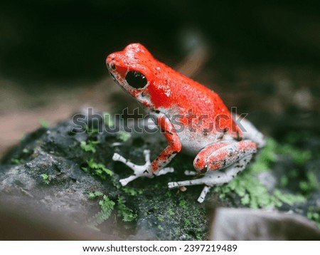 Close-up photo of a very small venomous red frog in its natural habitat at Red Frog Beach in Panama