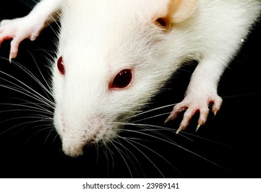 Closeup Photo White Rat Red Eyes Stock Photo 24433333 | Shutterstock