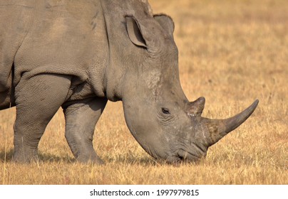 A close-up photo of a white rhino grazing short grass at a private game reserve in South Africa.