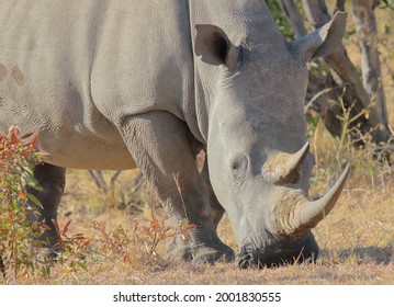 A close-up photo of a white rhino grazing short grass in the bush at a private game reserve in South Africa.