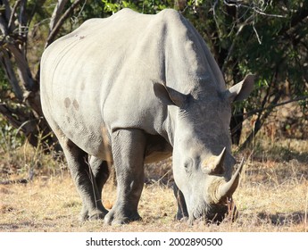 A close-up photo of a white rhino at a private game reserve in South Africa.