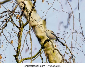 Close-up photo of white songbird on a birch twig. Long-tailed Tit, Aegihalos caudatus. - Shutterstock ID 742222381