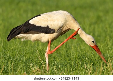 Closeup photo of a white stork scratching its neck with its foot - Powered by Shutterstock