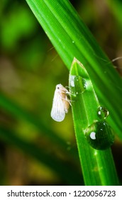 Closeup Photo Of Whiteflies In The Nature