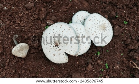 Close-up photo of wild mushroom plants growing abundantly in the front garden of the house during the rainy season with humid air