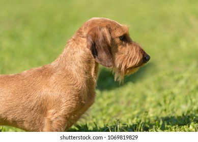 Closeup photo of a wire-haired dachshund in the green