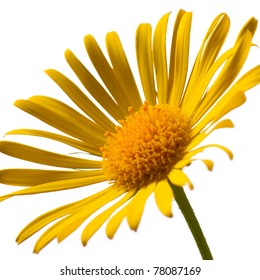 Closeup photo of yellow arnica