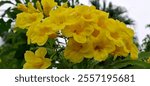 Close-up photo of yellow bell flowers... in the morning at... Tan Truong Cam Giang Hai Duong Vietnam... Photo time: Wednesday, December 11, 2024•08:43