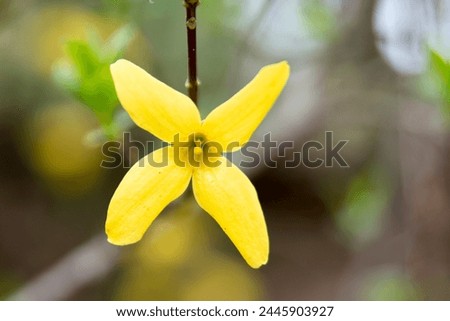 Close-up photo of yellow forsythia flowers in full bloom
