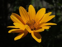 A Close-up Photo Of A Yellow Rudbeckia Flower On A Dark Background In A Garden On A Sunny Summer Day