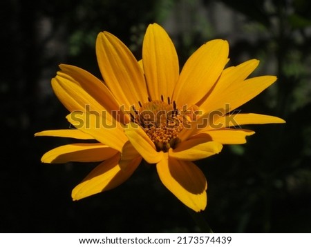 A close-up photo of a yellow rudbeckia flower on a dark background in a garden on a sunny summer day