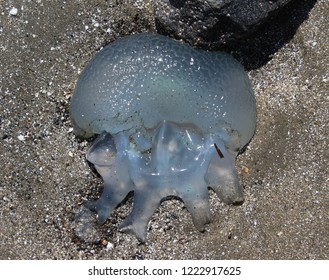 Closeup Photograph Blue Blubber Jellyfish Catostylus Stock Photo ...