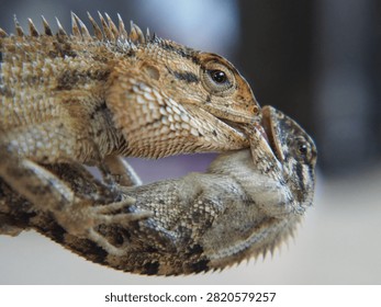 A close-up photograph capturing two changeable lizards engaged in an intense territorial fight, locking their jaws during a display of dominance. The encounter highlights instinctive reptile behavior as both individuals compete through biting, defensive postures, and physical strength. Fine scale patterns, spiny crests, muscular bodies, and expressive eyes create a dramatic wildlife scene illustrating competition within a tropical habitat.

This authentic moment is suitable for educational resources, zoological publications, ecological studies, documentary projects, conservation campaigns, and scientific communication. The image demonstrates territorial rivalry, survival instincts, behavioral ecology, biodiversity, and natural interaction between reptiles. Shallow depth of field emphasizes the dramatic confrontation while keeping attention on the animals' detailed anatomy and aggressive display.

Useful for editorial stories, biology textbooks, museum exhibits, environmental education, field guides, online publications, research materials, and presentations discussing reptilian behavior, Southeast Asian fauna, evolutionary adaptation, territorial disputes, and species interaction.