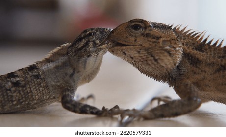A close-up photograph capturing two changeable lizards engaged in an intense territorial fight, locking their jaws during a display of dominance. The encounter highlights instinctive reptile behavior as both individuals compete through biting, defensive postures, and physical strength. Fine scale patterns, spiny crests, muscular bodies, and expressive eyes create a dramatic wildlife scene illustrating competition within a tropical habitat.

This authentic moment is suitable for educational resources, zoological publications, ecological studies, documentary projects, conservation campaigns, and scientific communication. The image demonstrates territorial rivalry, survival instincts, behavioral ecology, biodiversity, and natural interaction between reptiles. Shallow depth of field emphasizes the dramatic confrontation while keeping attention on the animals' detailed anatomy and aggressive display.

Useful for editorial stories, biology textbooks, museum exhibits, environmental education, field guides, online publications, research materials, and presentations discussing reptilian behavior, Southeast Asian fauna, evolutionary adaptation, territorial disputes, and species interaction.