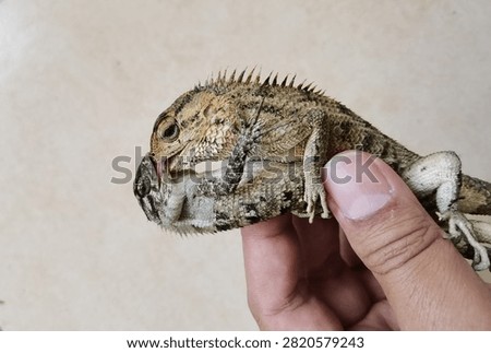 A close-up photograph capturing two changeable lizards engaged in an intense territorial fight, locking their jaws during a display of dominance. The encounter highlights instinctive reptile behavior as both individuals compete through biting, defensive postures, and physical strength. Fine scale patterns, spiny crests, muscular bodies, and expressive eyes create a dramatic wildlife scene illustrating competition within a tropical habitat.

This authentic moment is suitable for educational resources, zoological publications, ecological studies, documentary projects, conservation campaigns, and scientific communication. The image demonstrates territorial rivalry, survival instincts, behavioral ecology, biodiversity, and natural interaction between reptiles. Shallow depth of field emphasizes the dramatic confrontation while keeping attention on the animals' detailed anatomy and aggressive display.

Useful for editorial stories, biology textbooks, museum exhibits, environmental education, field guides, online publications, research materials, and presentations discussing reptilian behavior, Southeast Asian fauna, evolutionary adaptation, territorial disputes, and species interaction.