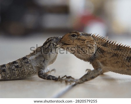 A close-up photograph capturing two changeable lizards engaged in an intense territorial fight, locking their jaws during a display of dominance. The encounter highlights instinctive reptile behavior as both individuals compete through biting, defensive postures, and physical strength. Fine scale patterns, spiny crests, muscular bodies, and expressive eyes create a dramatic wildlife scene illustrating competition within a tropical habitat.

This authentic moment is suitable for educational resources, zoological publications, ecological studies, documentary projects, conservation campaigns, and scientific communication. The image demonstrates territorial rivalry, survival instincts, behavioral ecology, biodiversity, and natural interaction between reptiles. Shallow depth of field emphasizes the dramatic confrontation while keeping attention on the animals' detailed anatomy and aggressive display.

Useful for editorial stories, biology textbooks, museum exhibits, environmental education, field guides, online publications, research materials, and presentations discussing reptilian behavior, Southeast Asian fauna, evolutionary adaptation, territorial disputes, and species interaction.
