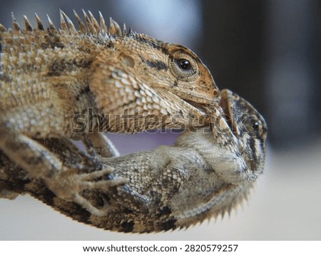 A close-up photograph capturing two changeable lizards engaged in an intense territorial fight, locking their jaws during a display of dominance. The encounter highlights instinctive reptile behavior as both individuals compete through biting, defensive postures, and physical strength. Fine scale patterns, spiny crests, muscular bodies, and expressive eyes create a dramatic wildlife scene illustrating competition within a tropical habitat.

This authentic moment is suitable for educational resources, zoological publications, ecological studies, documentary projects, conservation campaigns, and scientific communication. The image demonstrates territorial rivalry, survival instincts, behavioral ecology, biodiversity, and natural interaction between reptiles. Shallow depth of field emphasizes the dramatic confrontation while keeping attention on the animals' detailed anatomy and aggressive display.

Useful for editorial stories, biology textbooks, museum exhibits, environmental education, field guides, online publications, research materials, and presentations discussing reptilian behavior, Southeast Asian fauna, evolutionary adaptation, territorial disputes, and species interaction.