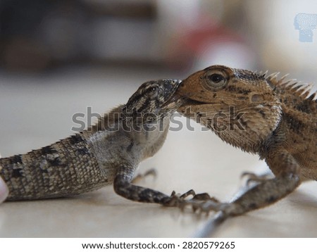 A close-up photograph capturing two changeable lizards engaged in an intense territorial fight, locking their jaws during a display of dominance. The encounter highlights instinctive reptile behavior as both individuals compete through biting, defensive postures, and physical strength. Fine scale patterns, spiny crests, muscular bodies, and expressive eyes create a dramatic wildlife scene illustrating competition within a tropical habitat.

This authentic moment is suitable for educational resources, zoological publications, ecological studies, documentary projects, conservation campaigns, and scientific communication. The image demonstrates territorial rivalry, survival instincts, behavioral ecology, biodiversity, and natural interaction between reptiles. Shallow depth of field emphasizes the dramatic confrontation while keeping attention on the animals' detailed anatomy and aggressive display.

Useful for editorial stories, biology textbooks, museum exhibits, environmental education, field guides, online publications, research materials, and presentations discussing reptilian behavior, Southeast Asian fauna, evolutionary adaptation, territorial disputes, and species interaction.