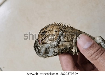 A close-up photograph capturing two changeable lizards engaged in an intense territorial fight, locking their jaws during a display of dominance. The encounter highlights instinctive reptile behavior as both individuals compete through biting, defensive postures, and physical strength. Fine scale patterns, spiny crests, muscular bodies, and expressive eyes create a dramatic wildlife scene illustrating competition within a tropical habitat.

This authentic moment is suitable for educational resources, zoological publications, ecological studies, documentary projects, conservation campaigns, and scientific communication. The image demonstrates territorial rivalry, survival instincts, behavioral ecology, biodiversity, and natural interaction between reptiles. Shallow depth of field emphasizes the dramatic confrontation while keeping attention on the animals' detailed anatomy and aggressive display.

Useful for editorial stories, biology textbooks, museum exhibits, environmental education, field guides, online publications, research materials, and presentations discussing reptilian behavior, Southeast Asian fauna, evolutionary adaptation, territorial disputes, and species interaction.