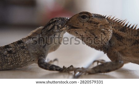 A close-up photograph capturing two changeable lizards engaged in an intense territorial fight, locking their jaws during a display of dominance. The encounter highlights instinctive reptile behavior as both individuals compete through biting, defensive postures, and physical strength. Fine scale patterns, spiny crests, muscular bodies, and expressive eyes create a dramatic wildlife scene illustrating competition within a tropical habitat.

This authentic moment is suitable for educational resources, zoological publications, ecological studies, documentary projects, conservation campaigns, and scientific communication. The image demonstrates territorial rivalry, survival instincts, behavioral ecology, biodiversity, and natural interaction between reptiles. Shallow depth of field emphasizes the dramatic confrontation while keeping attention on the animals' detailed anatomy and aggressive display.

Useful for editorial stories, biology textbooks, museum exhibits, environmental education, field guides, online publications, research materials, and presentations discussing reptilian behavior, Southeast Asian fauna, evolutionary adaptation, territorial disputes, and species interaction.