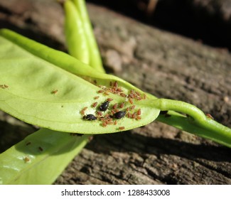 Closeup Photograph Citrus Aphids On Underside Stock Photo 1288433008 ...