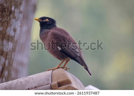 A close-up photograph of a Common Myna bird perched on a weathered surface, featuring a black head, bright yellow beak, and a distinctive yellow eye patch. 