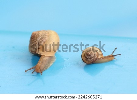 A close-up photograph of a couple of garden snails in Brisbane, Australia. 