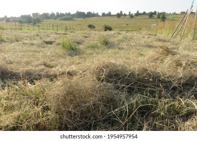 A Closeup Photograph Of Dry Grass, Hay, Scattered On A Lucerne Grass Field 