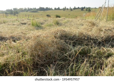 A Closeup Photograph Of Dry Grass, Hay, Scattered On A Lucerne Grass Field 