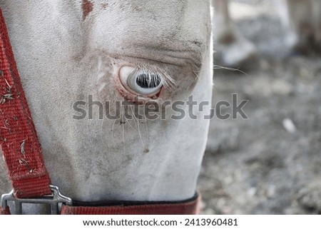 close-up photograph of the eye of an albino horse