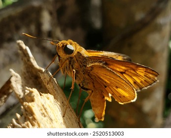 A close-up photograph of a golden skipper butterfly resting on a branch, showcasing its delicate wings, intricate patterns, and vibrant colors. - Powered by Shutterstock