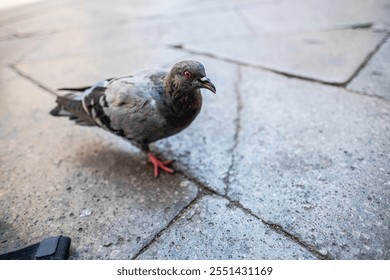 A close-up photograph of a grey pigeon on a cobblestone street in Venice, capturing the essence of urban wildlife and city life in a historic location. - Powered by Shutterstock