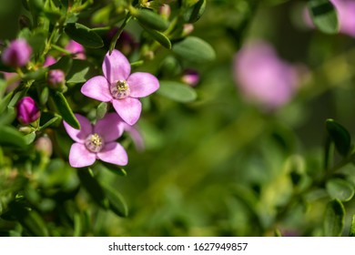 close-up photograph of plant flowers Boronia crenulata