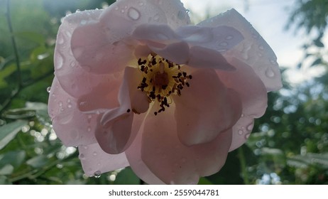 A close-up photograph showcasing a single pink rose with dew drops on its petals, with a blurred green background. - Powered by Shutterstock