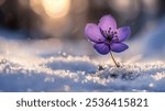 A close-up photograph of a single purple hepatica flower, delicate and vibrant, emerging from a snow-covered ground. Bathed