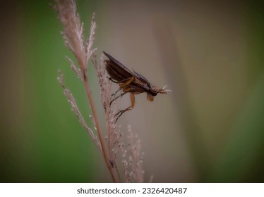 Close-up photograph of a small insect perched on the tip of a dry blade of grass. - Powered by Shutterstock